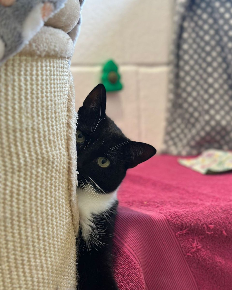cotsdogscats's tweet photo. Peek-a-boo… I see mew 👀🐾
Ziggy’s mastered the art of hide-and-seek 😀
#CuteCat #HideAndSeek #CatPeekaboo #KittyPlay https://t.co/892lpMPIzL