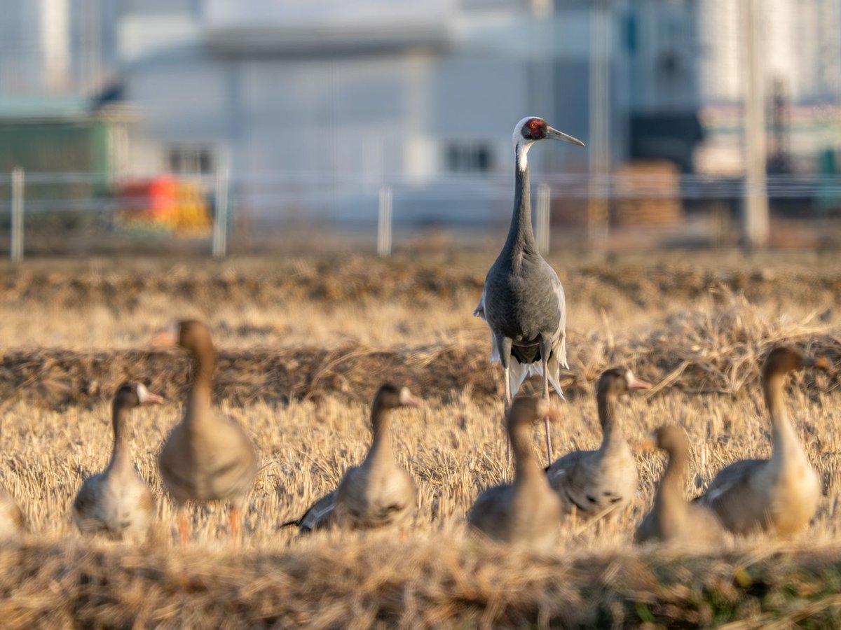 CalidrisBirdingTours tweet media
