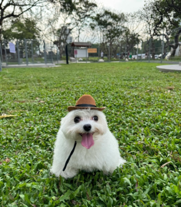 Descripción gráfica de cómo me siento cuando un streamer grande me hace una raid y no sé qué hacer: