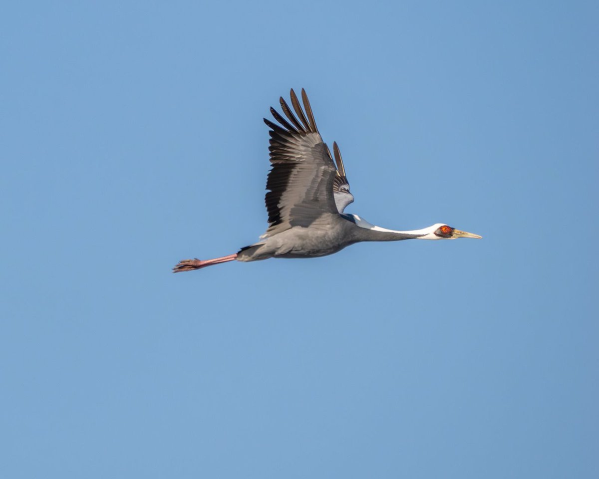 CalidrisBirdingTours tweet media
