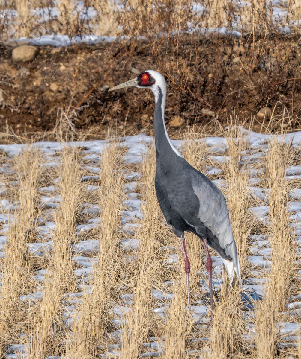 CalidrisBirdingTours tweet media