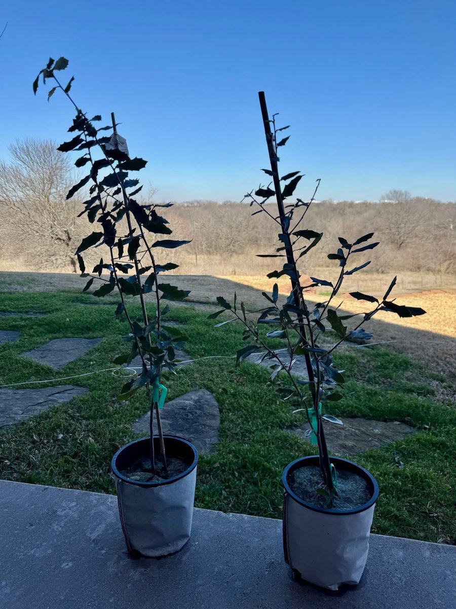 AggieCentury's tweet photo. Jason Bauerschlag '94 of Hillsboro sent me this picture of his #AggieCenturyTree that he purchased in ‘25. He wanted to know how to plant these in larger pots, I recommended planting in the ground in April or repotting in a 3-gallon or a 5-gallon (at the most) pot. #Gigem https://t.co/Gp0uqoU5AA