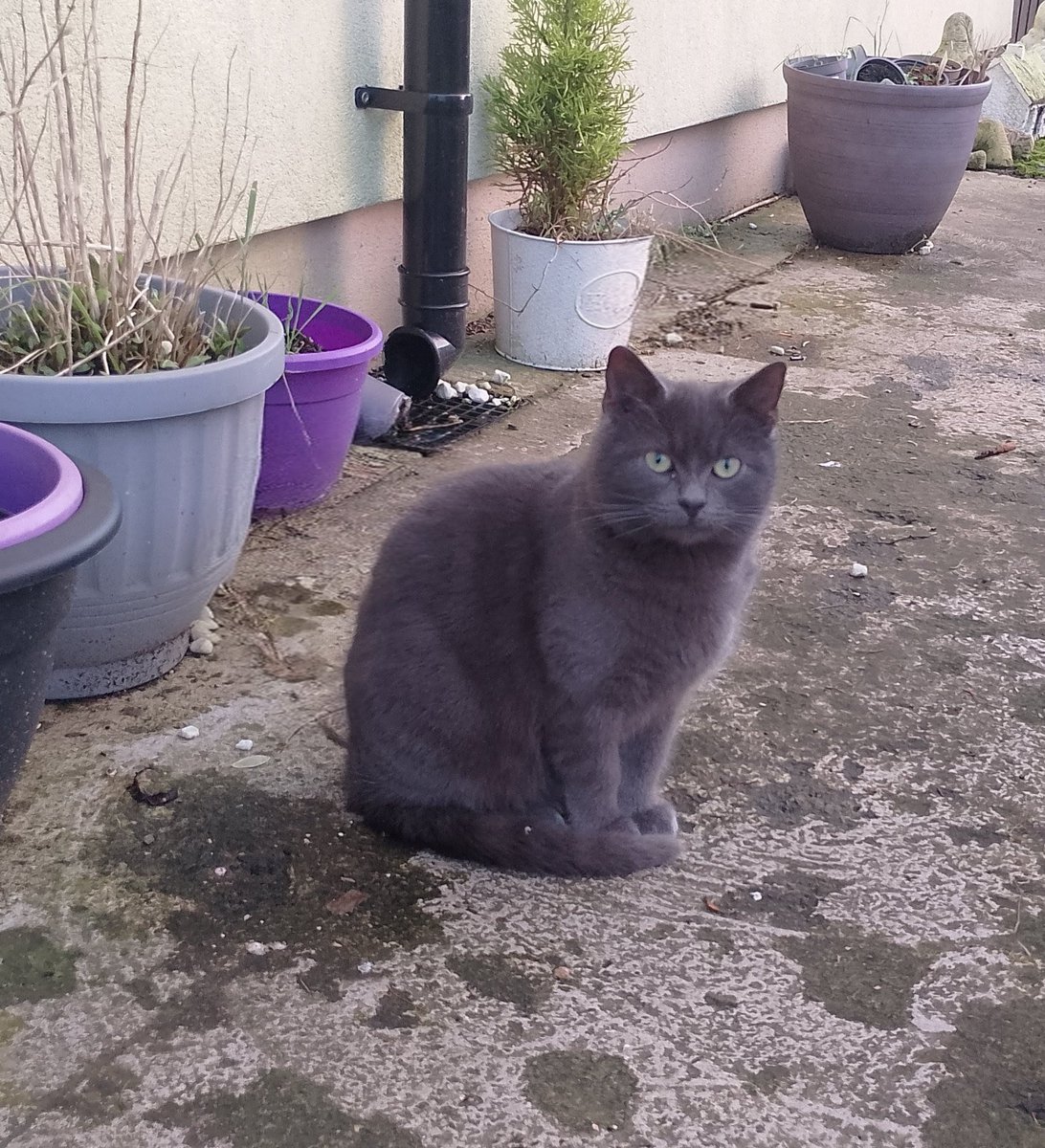 TTabby_TToe tweet media