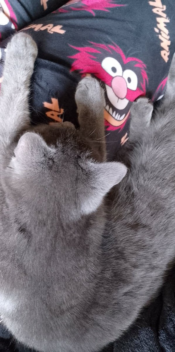 TTabby_TToe tweet media