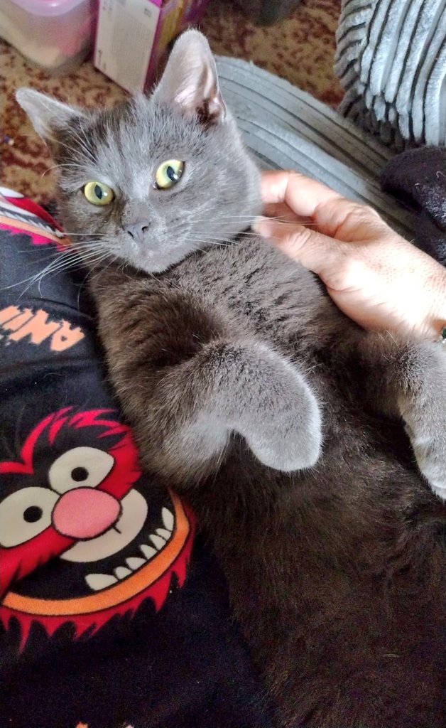 TTabby_TToe tweet media