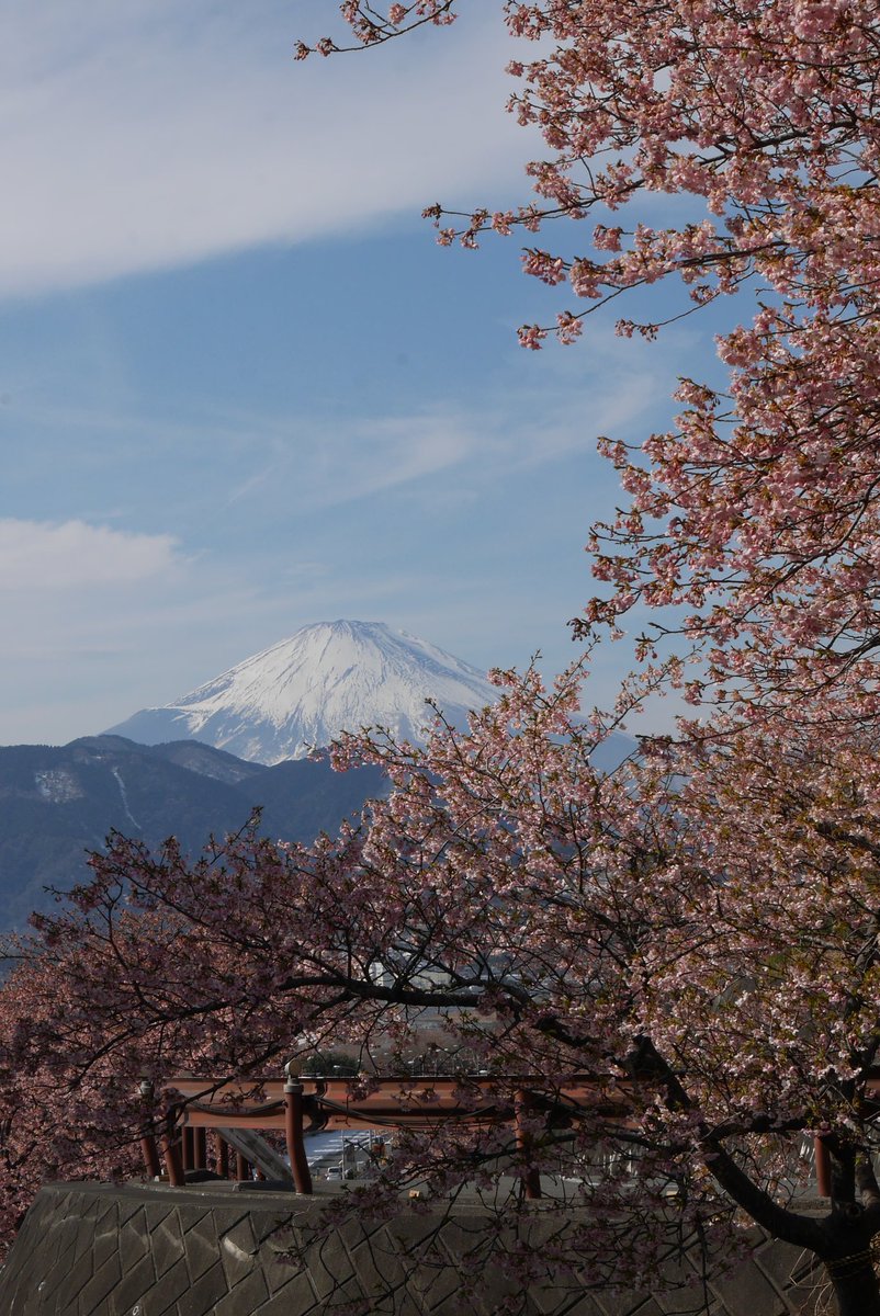 riddle339's tweet photo. 先日河津桜を見てきました🌸🗻
（2026.02.10）
#339かながわ #松田山ハーブガーデン https://t.co/LSQlcGTKCh