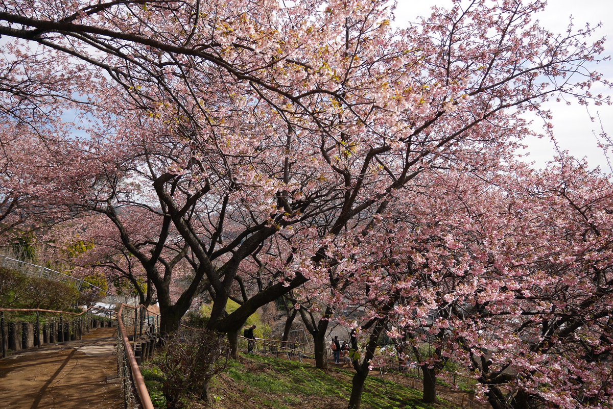 riddle339's tweet photo. 先日河津桜を見てきました🌸🗻
（2026.02.10）
#339かながわ #松田山ハーブガーデン https://t.co/LSQlcGTKCh