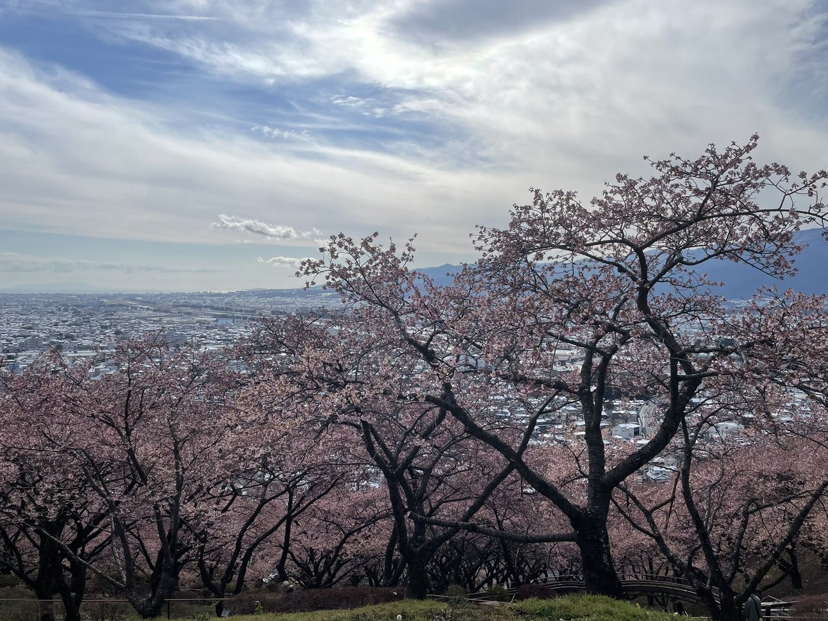 riddle339's tweet photo. 先日河津桜を見てきました🌸🗻
（2026.02.10）
#339かながわ #松田山ハーブガーデン https://t.co/LSQlcGTKCh