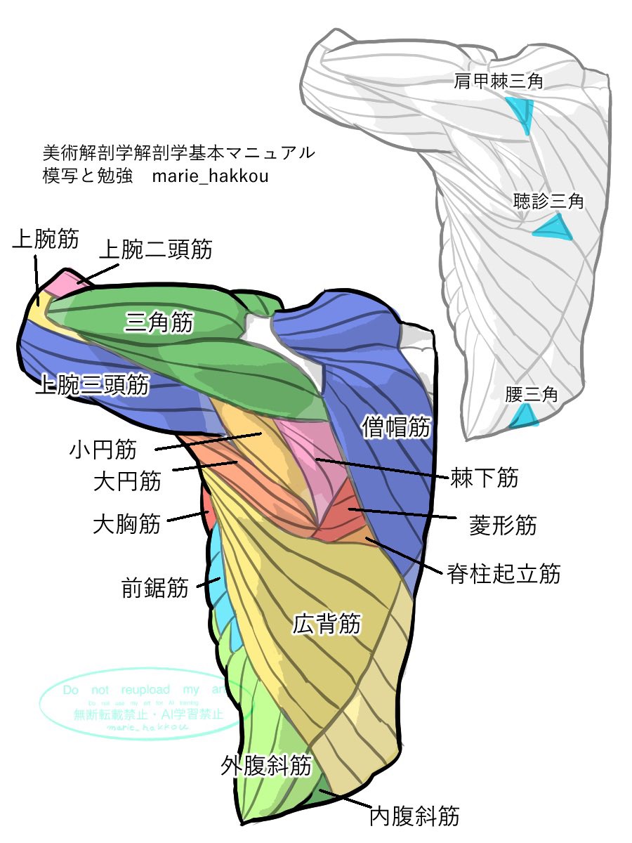 まりーむ@筋肉の絵描き (@marie_hakkou) / Posts / X