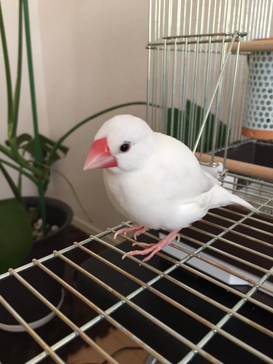 ダナン土産。ナイトマーケットにあるお店で、写真をLINEで送ると10分くらいで作ってくれる。前うちにいた文鳥。奥さんへのよい土産。#文鳥