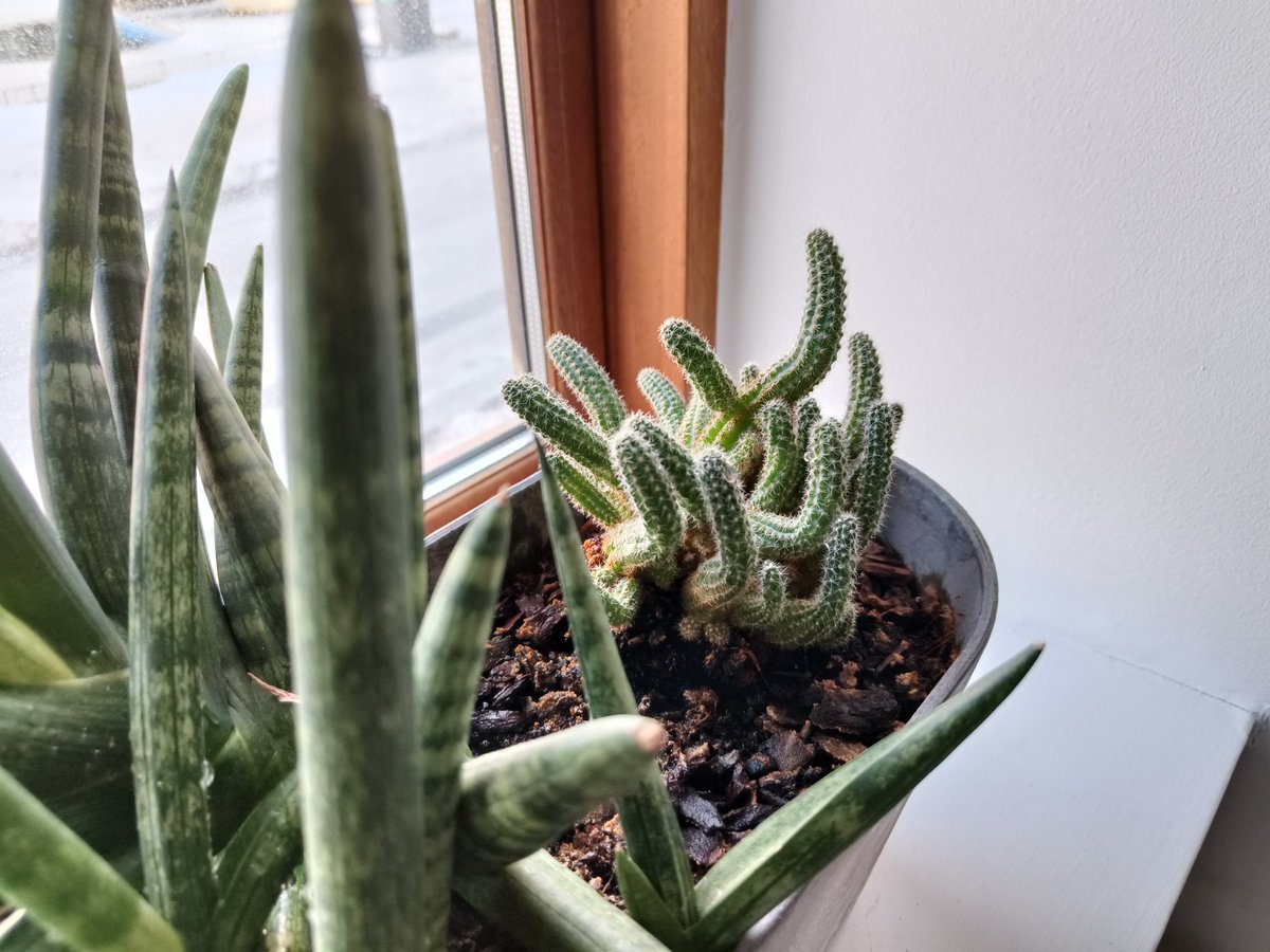 Alexandru Csete tweet media