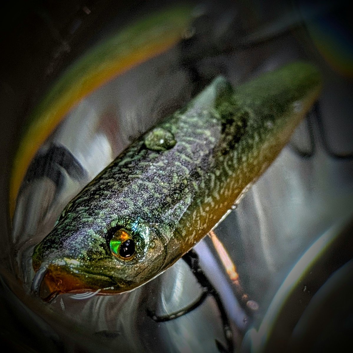 トップウォーター でけた 1本だけだけど( ´ᵕ` ;)💦