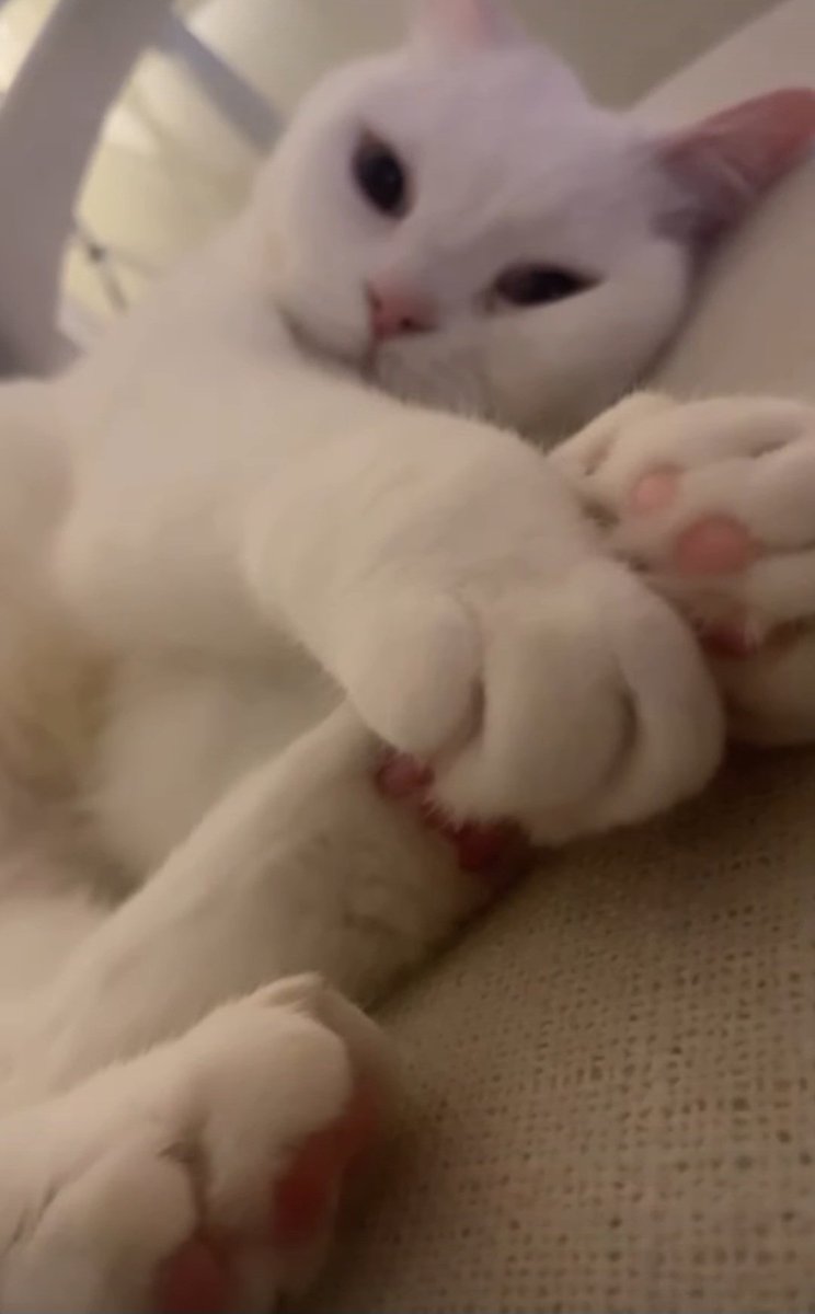 안녕하세여 트친님 저희집 고냐니 봐쥬세요.