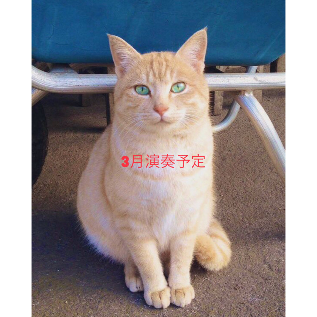 ⭕️3月バンドネオン演奏予定

●6日(金) 松永裕平トリオ(松永裕平、田中伸司、北村聡)@四谷 シンルンボ

●8日(日) 柳亭市馬、加藤昌則、藤原道山、鵜木絵里、西嶋徹、太田その、北村聡@日本橋 三越劇場

●10日(火) ジャノタンゴ(熊田洋、近藤久美子、長谷川順子、北村聡)@雑司ヶ谷 エルチョクロ