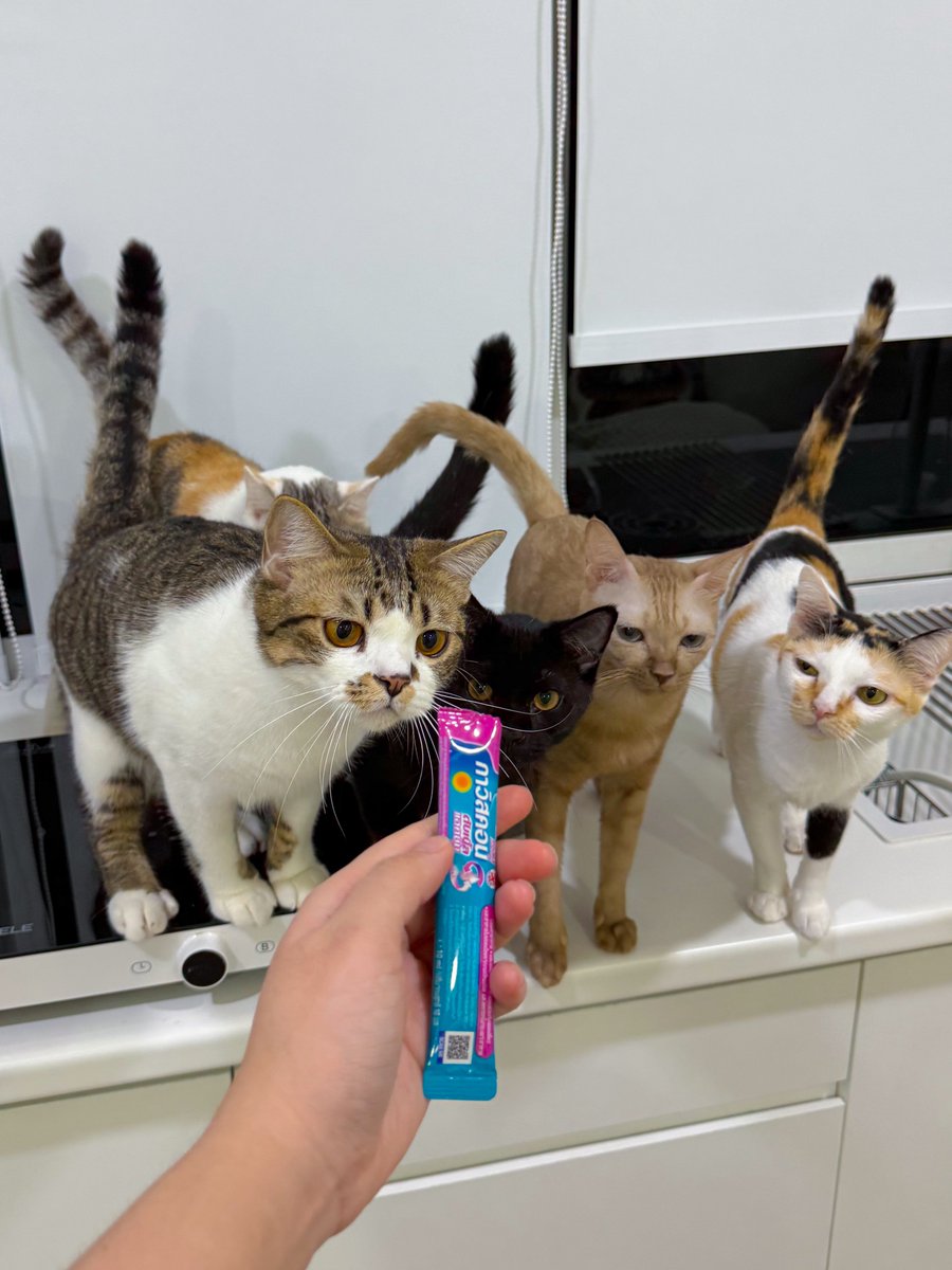 ทุกครั้งที่กินกาวิสคอน
แมว :