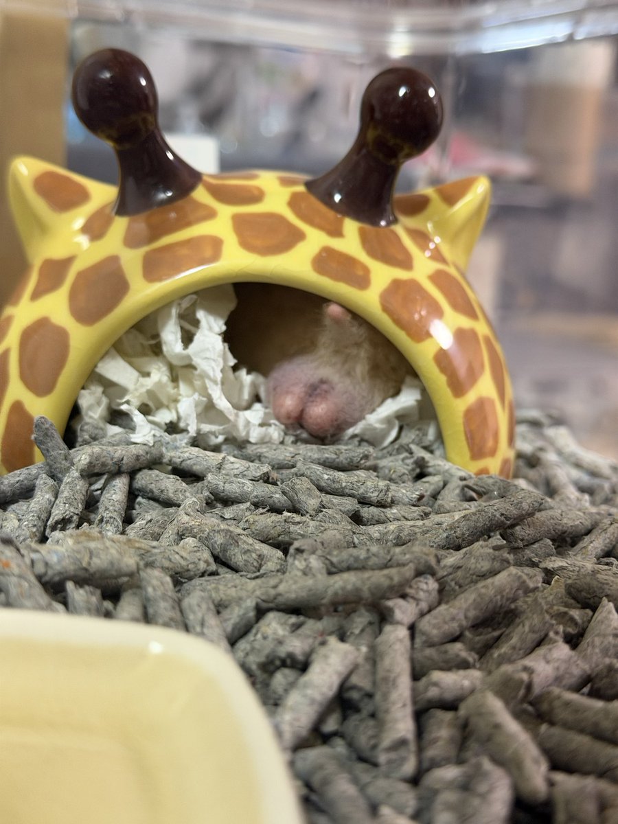 🐹たべちゃ！かえりゅ！