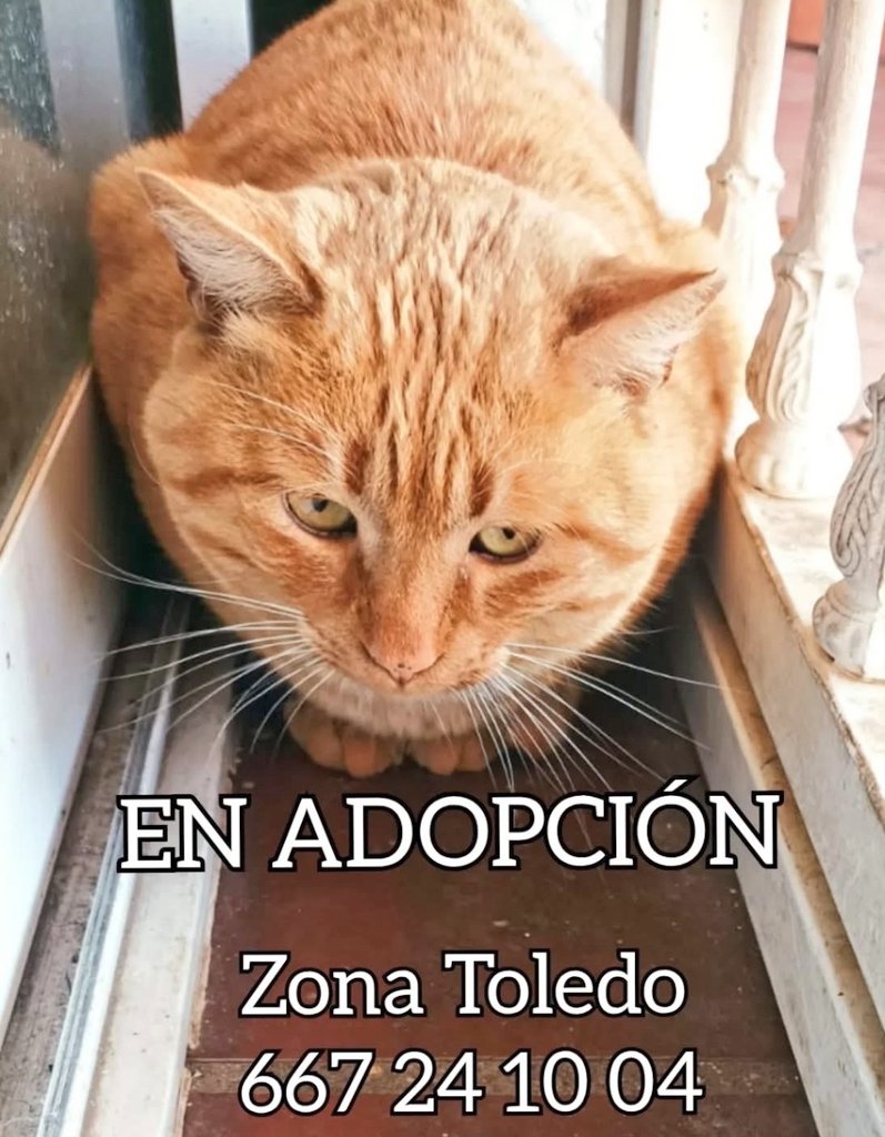#Toledo 🆘🆘

         Su familia "se muda". 
               Él no, claro💔

Solo 3 añitos, increíblemente bello,   necesita URGENTEMENTE un hogar 🆘

¿Quién adopta a esta carita triste y preciosa?
 ☎️667 24 10 04