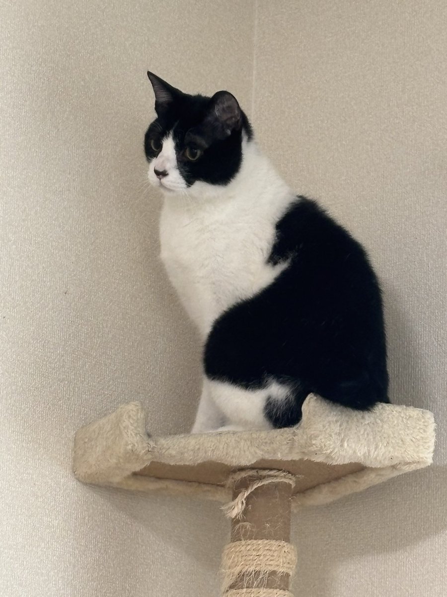 ♡猫ニャン♡ NyanCon magazine vol.015 2024春月号 | NyanCon.Shop