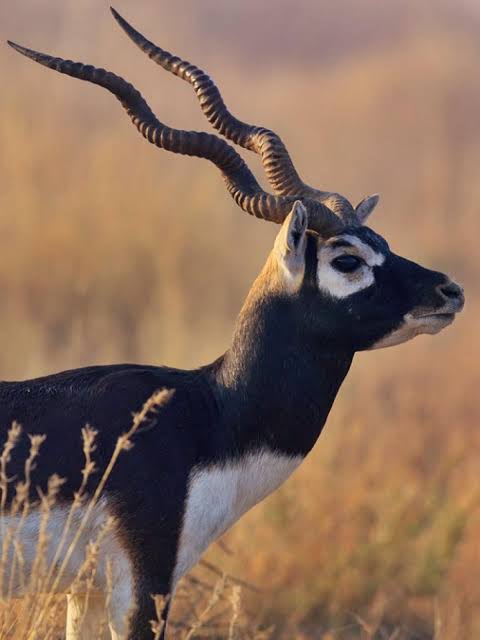 Indian_Analyzer's tweet photo. 🚨 BREAKING: Salman Khan Blackbuck Case Judge Steps Aside

Rajasthan HC judge recuses from 1998 poaching appeal; matter now goes to CJ for new bench assignment.

~ Another twist in a case shadowed by constant threats &amp; Bishnoi gang warnings. Fear is real💀 https://t.co/J19i1xhG7Z