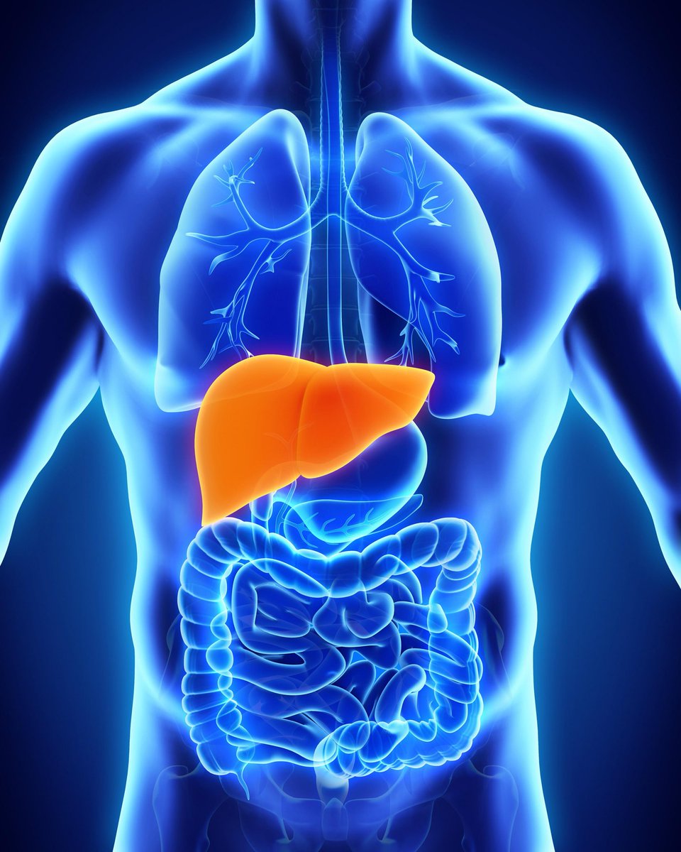 Vaabbo's tweet photo. @DanCalcio @DudespostingWs Actually exactly where the liver is https://t.co/Lj5XCMjVxz