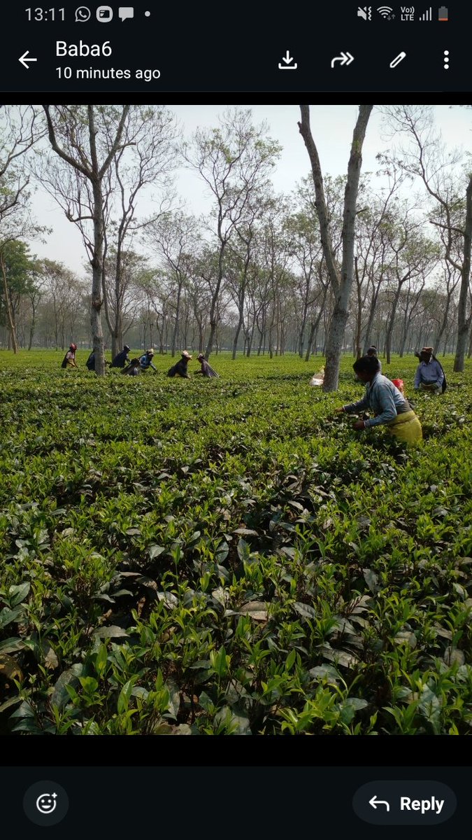 SUNANDA83177845's tweet photo. Is it true in the era of AI to pluck tea leaves( Beverage) women's nimble  fingers are very important https://t.co/JapYyHt2QL