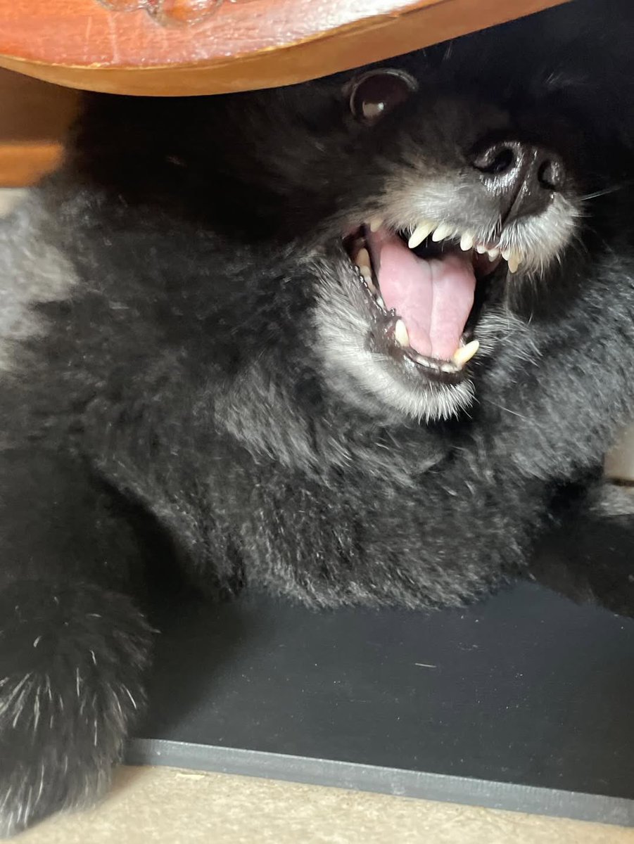 cyjprint's tweet image. 260217 | INSTAGRAM [yugyeom] 

everyone, may you receive lots of new year’s blessings, roar 🐯😁🐥💚🐾🌕

#Yugyeom #유겸 @yugyeom #GOT7