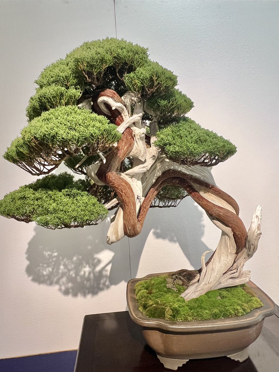 国風盆栽展】 東京都美術館で開催中の「国風盆栽展」へ 日本と世界と