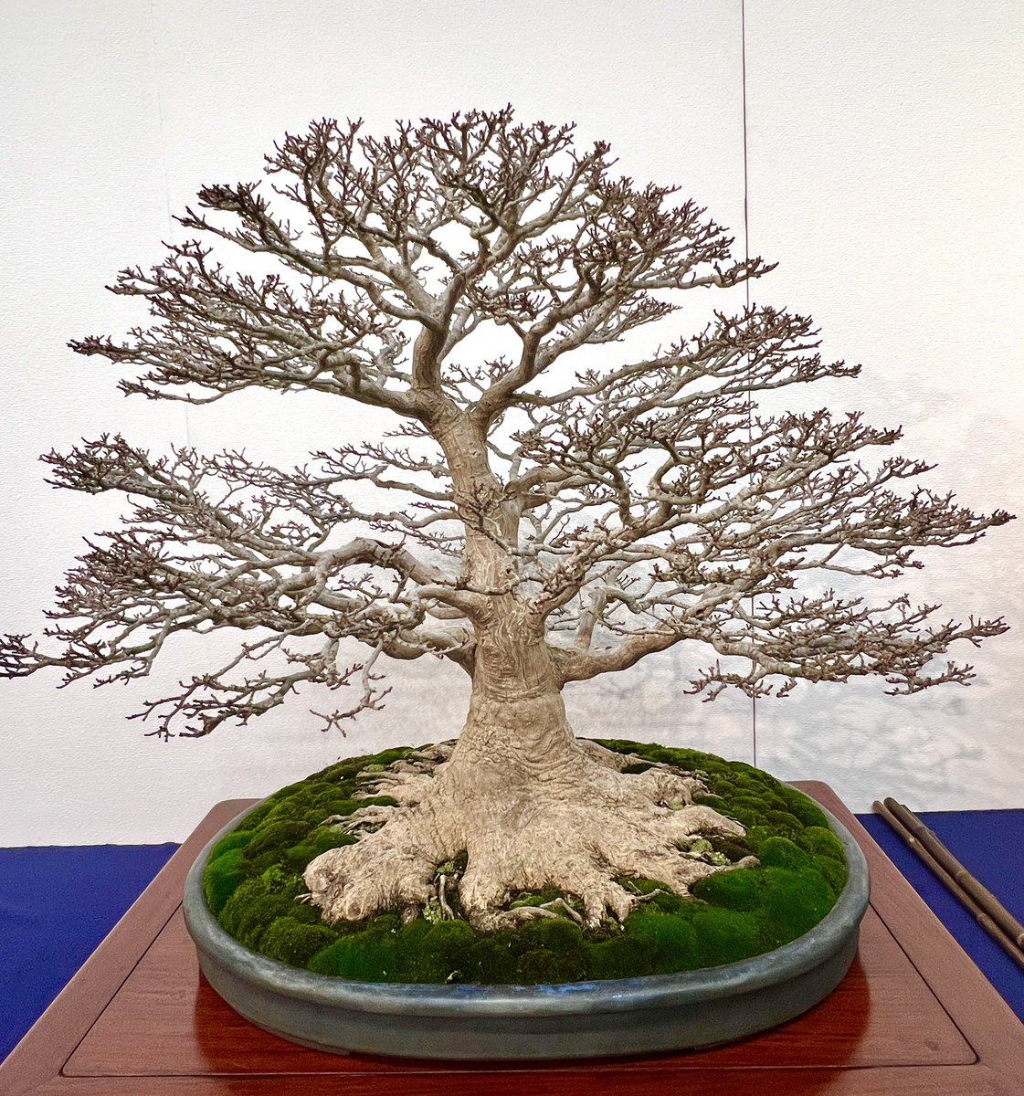 国風盆栽展】 東京都美術館で開催中の「国風盆栽展」へ 日本と世界と