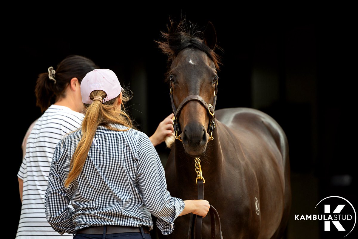 Kambula Stud tweet media