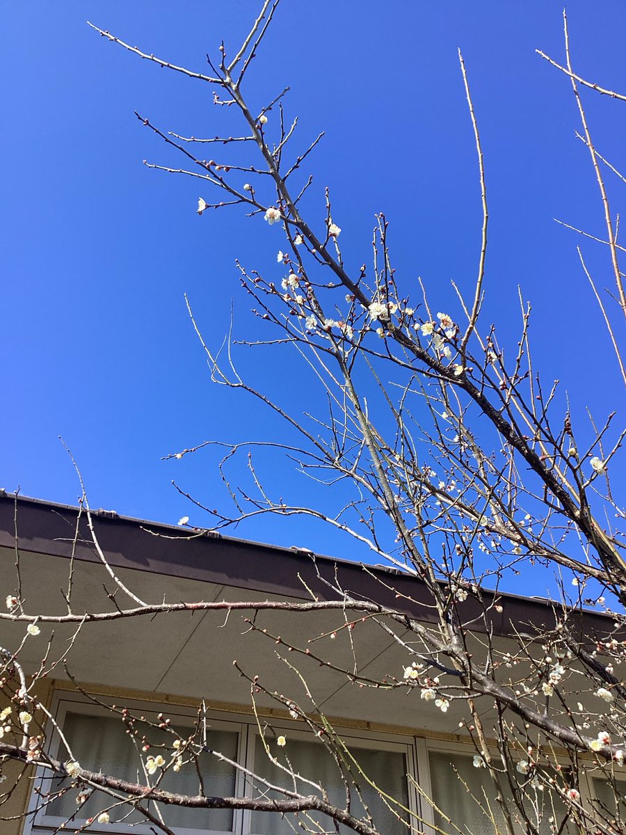 sibi6565's tweet photo. 南高梅の花が咲き始めました🌸 https://t.co/bwGtMwLb94