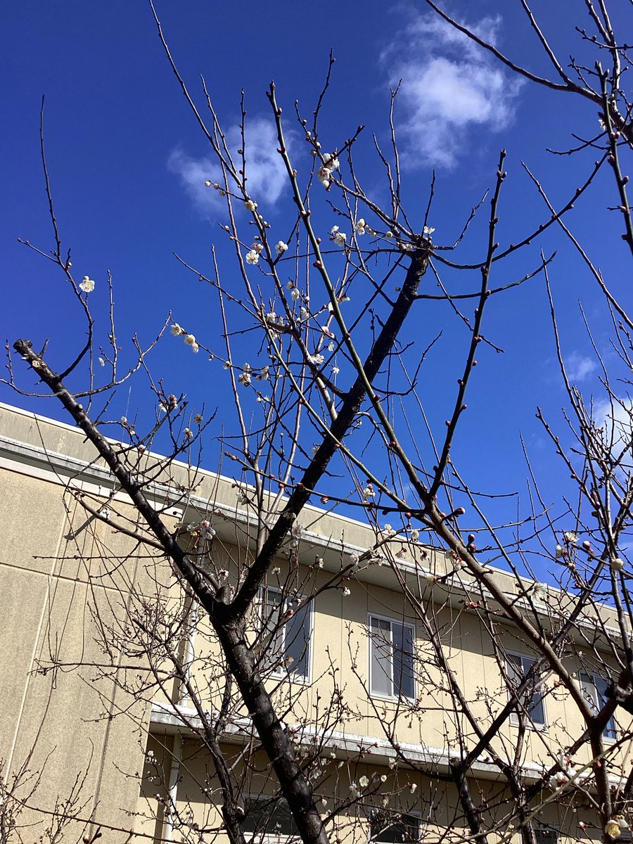 sibi6565's tweet photo. 南高梅の花が咲き始めました🌸 https://t.co/bwGtMwLb94