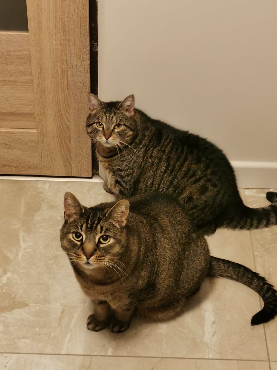 No tate, święto jest, dawaj te smaczki 😻