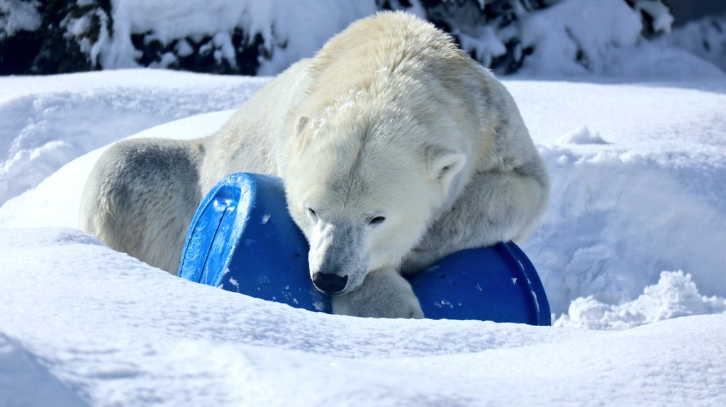 パンダコパンダ🐼 (@RiRiLOVE1513) / Posts / X