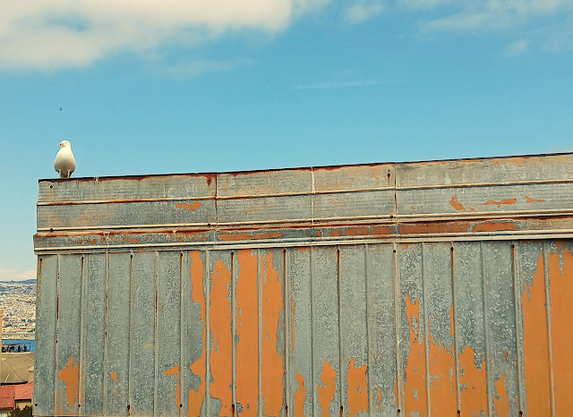 roberto gargarella tweet media