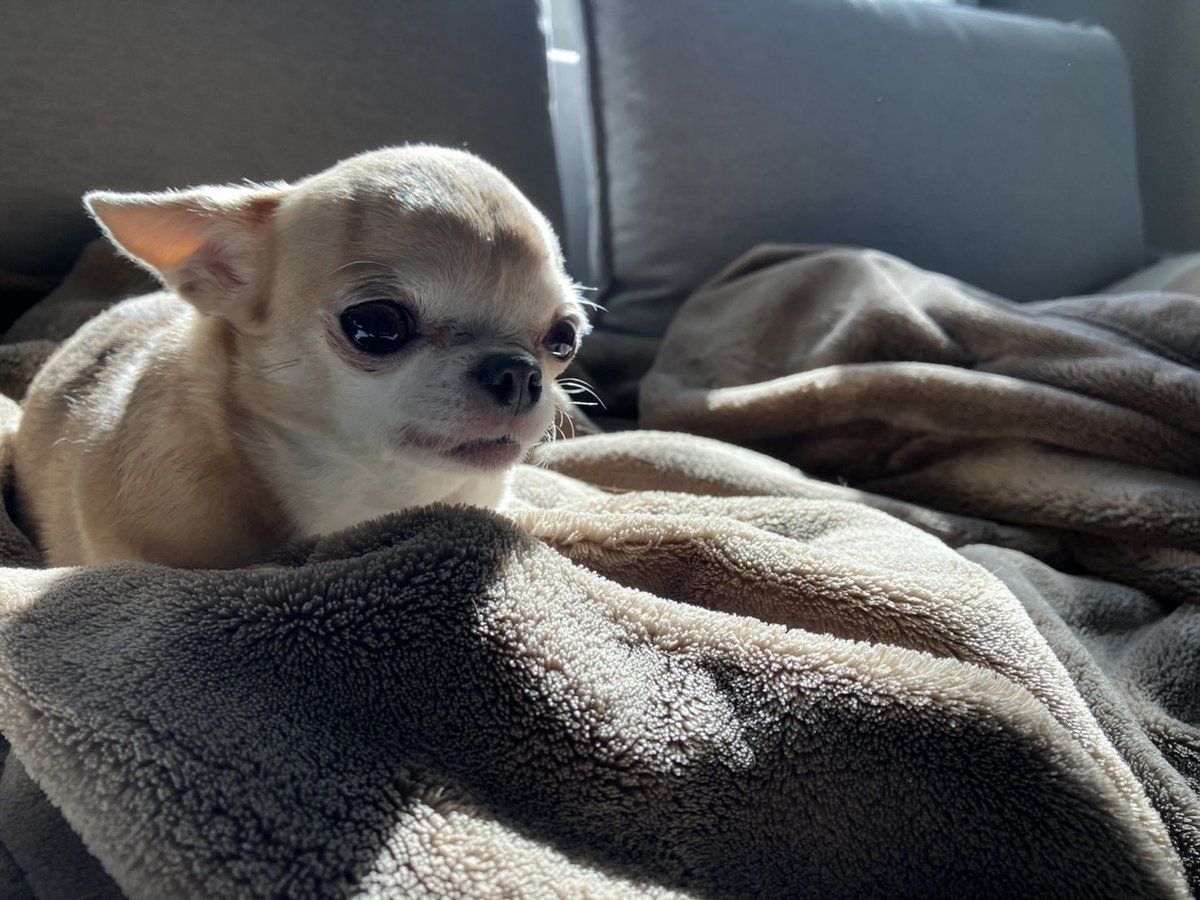 スムースチワワ すぅとりる tweet media