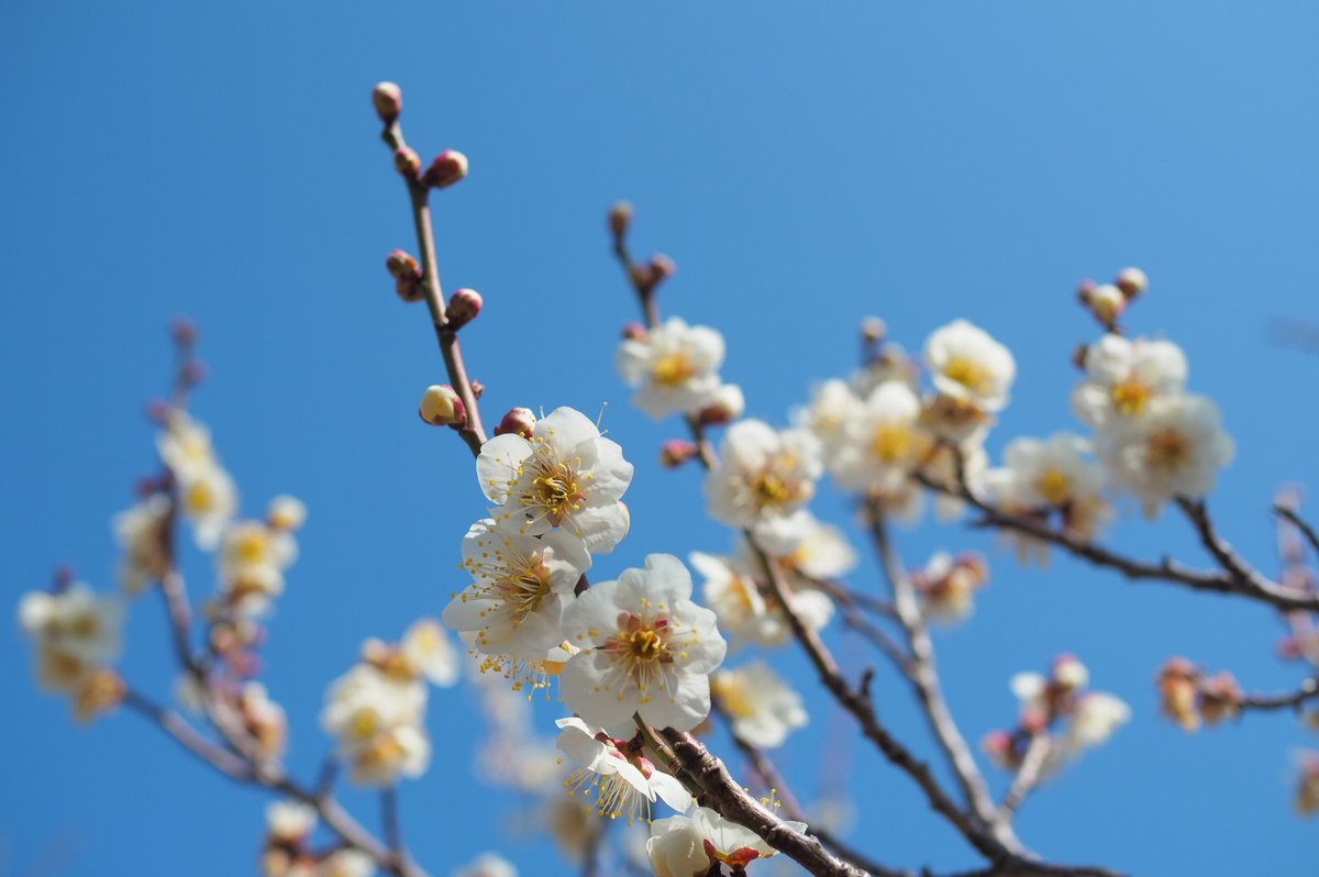 koide_135's tweet photo. 【スタッフTの花さんぽ】

#梅まつり 中の #曽我梅林 に行ってきました～♪
大船からだと1時間くらいでしょうか。
去年見えなかった富士山もばっちり見えて、暖かくてお花見日和で、梅の香りに癒されてきました😊 https://t.co/9lspnDFwd3