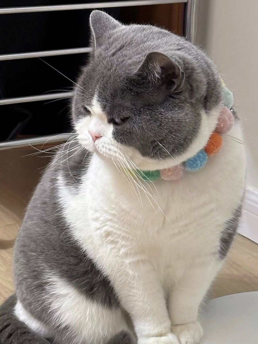 Animal Art tweet media