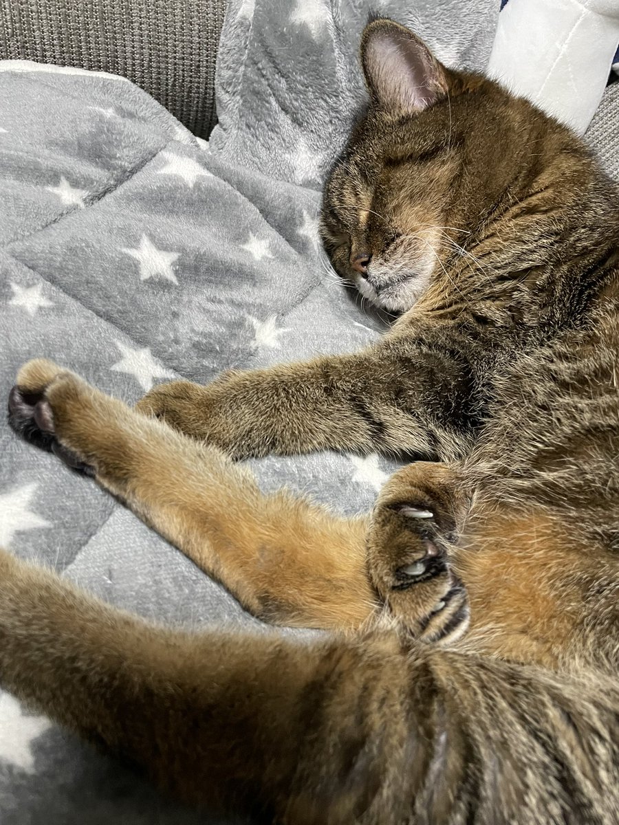 kairi_e's tweet photo. かわいい🐈 https://t.co/QT3iRThdcm