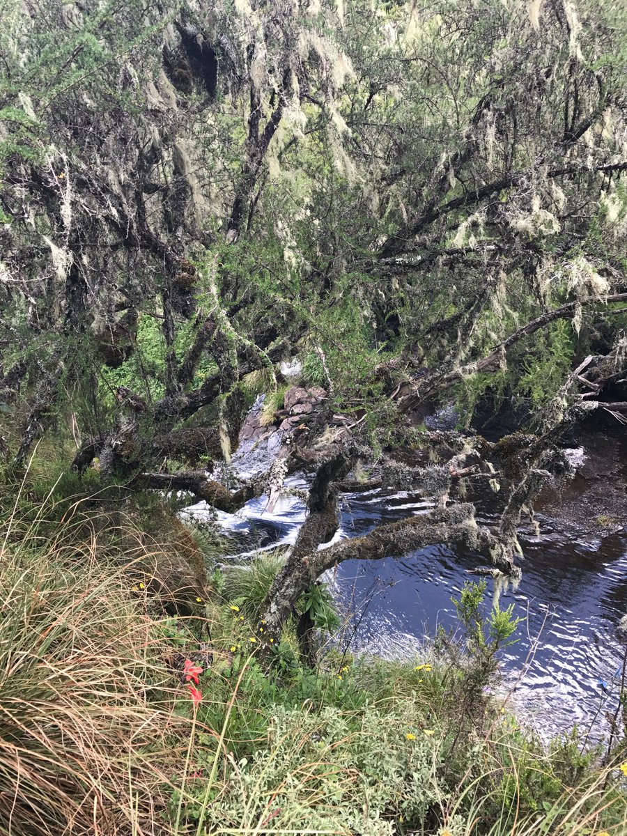 Today’s Destination: #AberdaresNationalPark 🧳🐘🦏
‘Majestic Peaks, Moorlands and Intriguing Falls’. 
lluring  and dreamy. The rise and fall of the misty valleys, hills and mountains  of the spectacular.. read more👉here🔗shorturl.at/wkHr5
#kenya #safari #todaysdestination