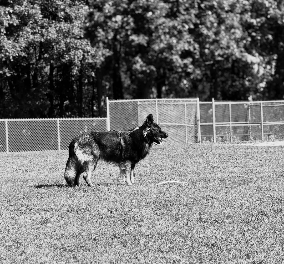 JamieFairc29036's tweet photo. Perfect shoot ❤️❤️
#LovesMyGSD #CleverCanine #GermanShepherdMagic #GSDFanClub #Doggo #GermanShepherdusaloverrr https://t.co/QhJqHbmpmt