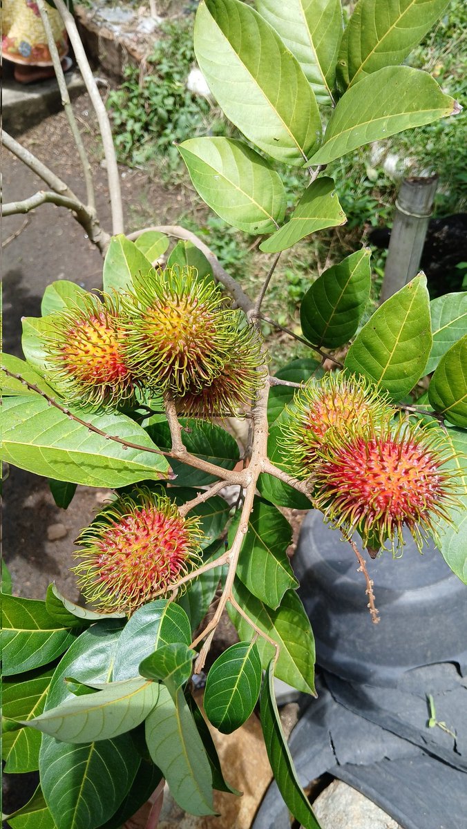 dhudjdbd tweet media