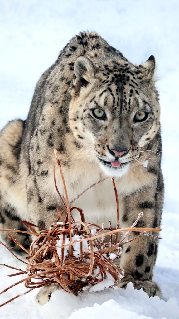 パンダ•*¨*•.¸♬︎ 6点リクエスト Post by パンダコパンダ🐼 on X: たのし～いｯ‼️