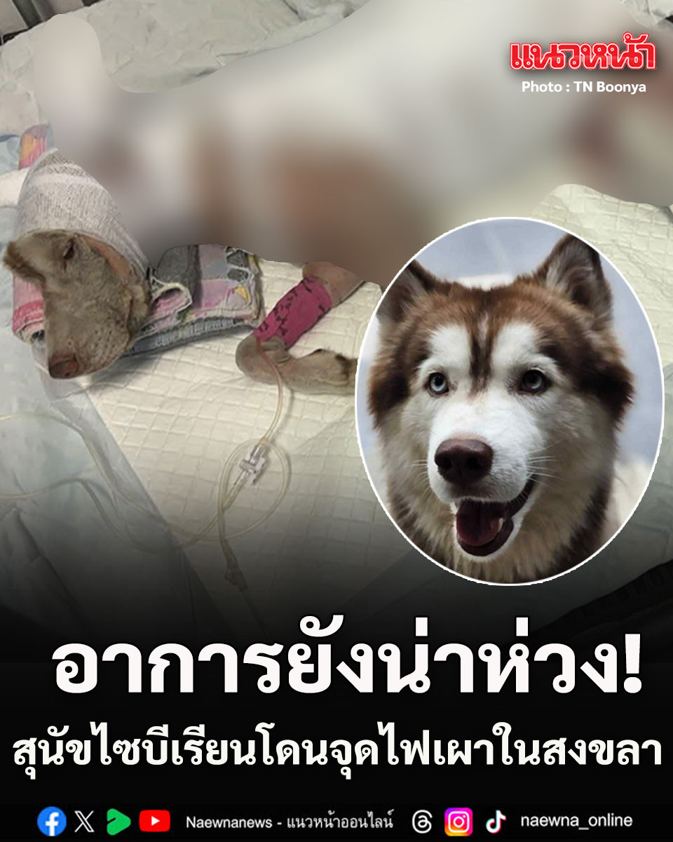 อัปเดตอาการ เจ้ามอลลี่ สุนัขไซบีเรียนโดนเผาทั้งเป็น อาการยังน่าห่วงไฟไหม้ลึกถึงกล้ามเนื้อ

อ่านข่าว : naewna.com/likesara/947644