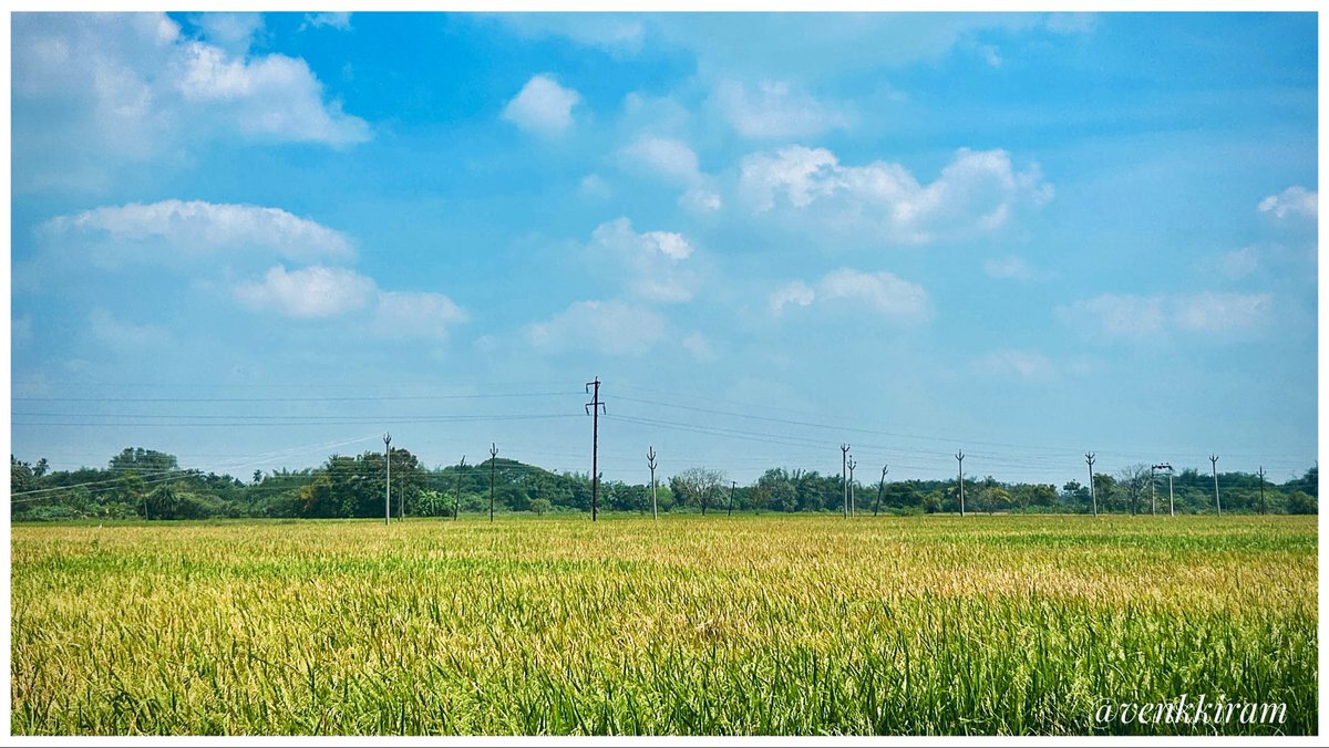 venkkiram's tweet photo. #TravelTuesday #TranquilTuesday 

சாய்ந்தாடும் 
சம்பா சாகுபடி 
நெற்கதிர்கள் 🌾🌾

#venkkiclicks #RuralVibes #LandscapePhotography #PaddyFields #CauveryDelta #Agriculture #சம்பாசாகுபடி #NaturePhotography #VillageLife #NativeSoil #TamilNadu https://t.co/iNgkqjUGvC