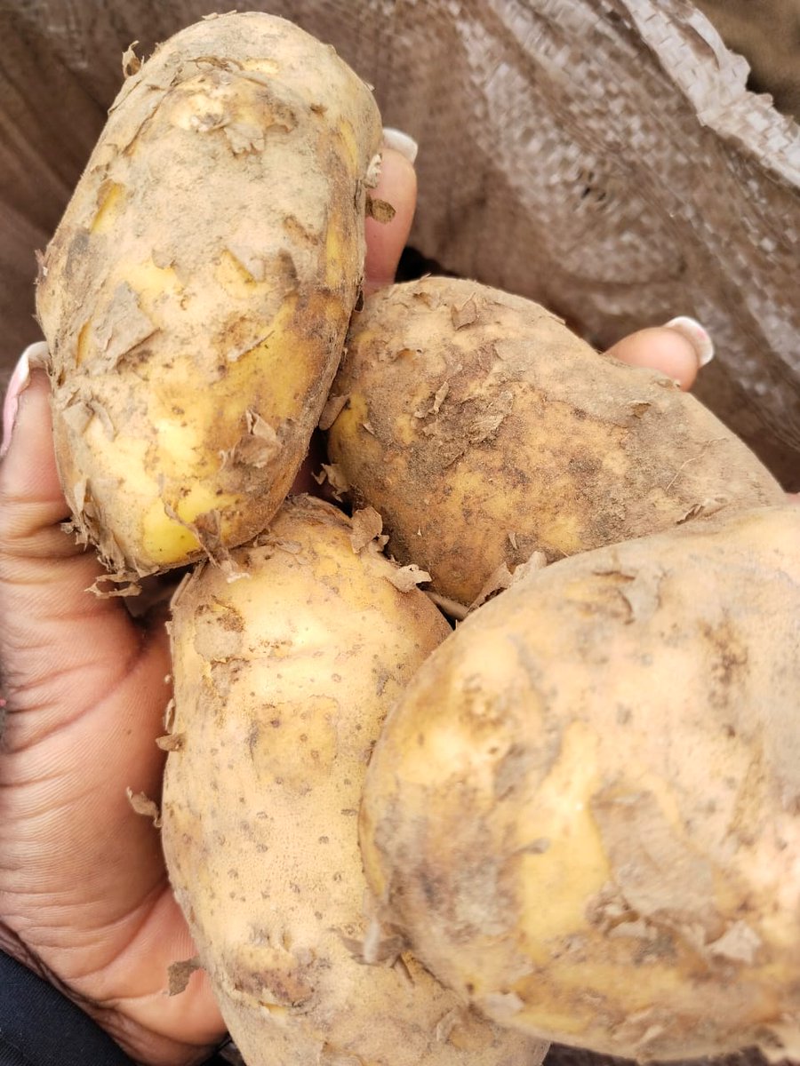 SPICEY ZEE tweet media