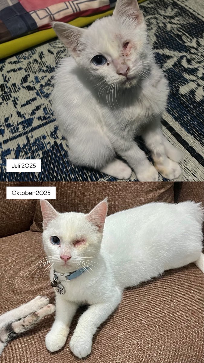 icchanv's tweet photo. @cicidita_ Mostly kucing datang tak terduga di kos. Salah satunya Puput ini. Awal aku nemu jamuran cukup parah + kondisi matanya udah begitu, usianya kisaran 5 bulan saat itu. Ternyata dia juga tuli. Sekarang sehat🤍 https://t.co/3LR40BnHzT