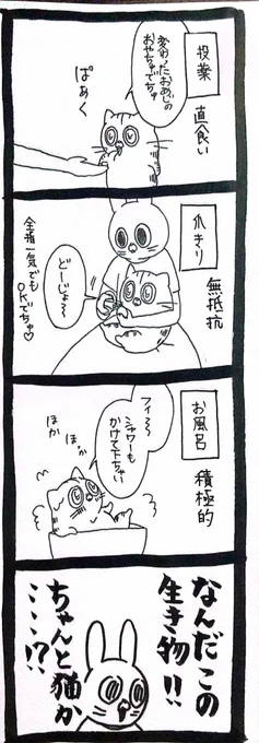 猫じゃないかもしれない 