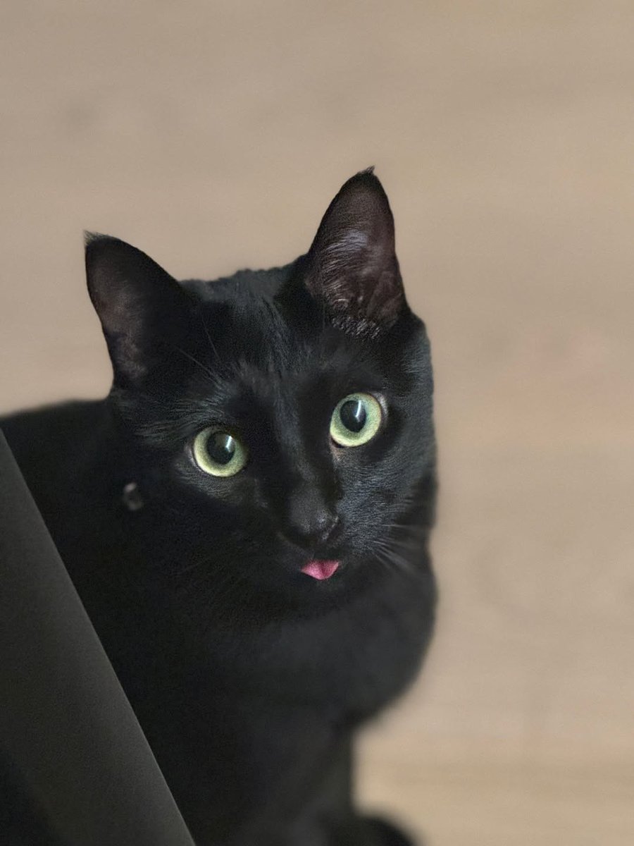 너무이뻐 우리탕이!!!!!!!🐱🖤🖤🖤🖤