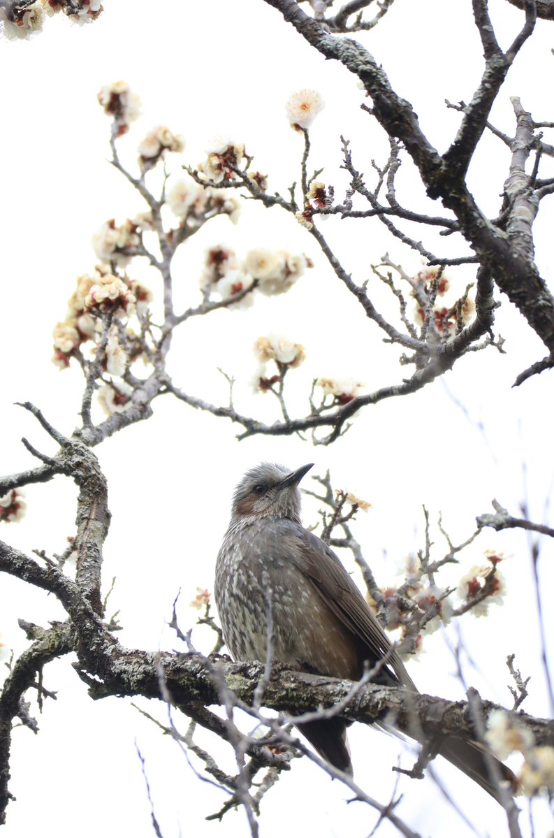 梅撮ってたら可愛いヒヨドリちゃんが遊びに来てくれたの！！みてみてする！！！
