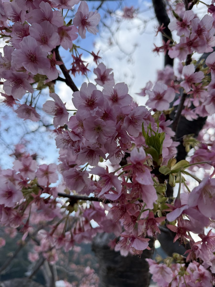 Harutan333333's tweet photo. 先週末、河津桜祭りに行ったの🌸
楽しかったなぁ☺️ https://t.co/QkyEMlE8YM